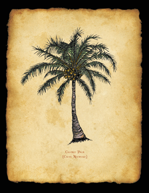 Coconut Palm, Parchment Background