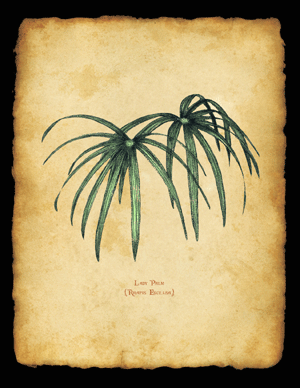 Lady Palm