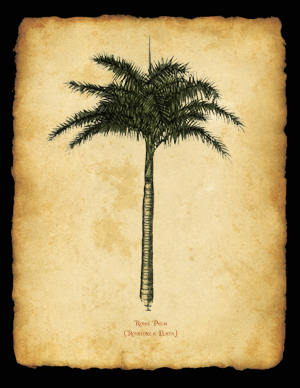 Royal Palm, Parchment Background