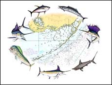 Offshore Seven - Chart