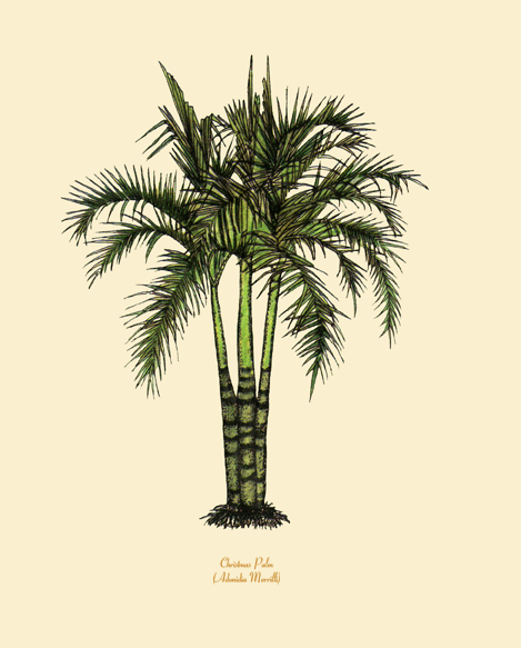 Christmas Palm with Palm Beach White Mat