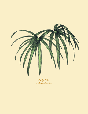 Lady Palm with Palm Beach White Mat