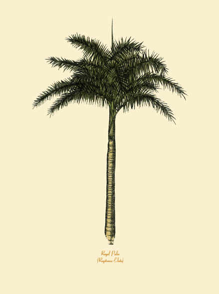 Royal Palm