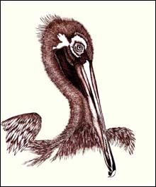 Pelican